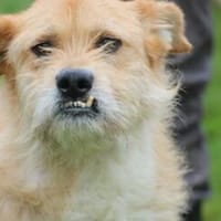 Emel - sehr gemütlich u. verschmust, Hund zur Adoption