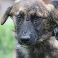 Minko - goldiger Dackelbub, Hund zur Adoption