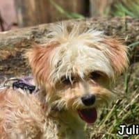 JULI, Hündin zur Adoption