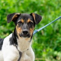 Brave, Hund zur Adoption