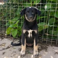 Zoe, freundlicher Welpe sucht Familie, Hündin zur Adoption