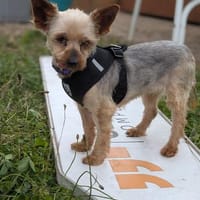 Masni,liebe YorkshireTerrier Hündin, Hündin zur Adoption