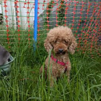 Amy, schüchternes Zwergpudel Mädchen, Hündin zur Adoption