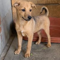 Max, ausgeglichener Welpe sucht Familie, Hund zur Adoption