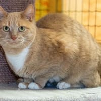Luna und Simba, Kater zur Adoption