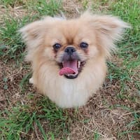Puffy & Ares - einzeln oder zusamnen -, Hund zur Adoption
