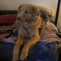 Wallace jetzt Simba, Hund zur Adoption