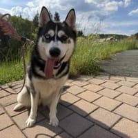Aria - tolle junge Hündin, Hündin zur Adoption