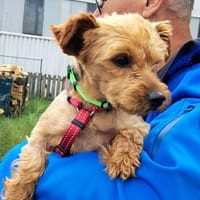 Babsi, liebes Yorkshire Terrier Mädchen, Hündin zur Adoption