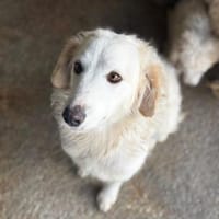 Rosaria, Hündin zur Adoption