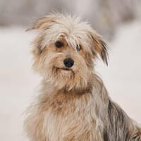 Kleiner Clown Benny sucht seine Familie, Hund zur Adoption