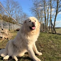 MONT BLANC-VA Riese mit. große Herz, Hund zur Adoption