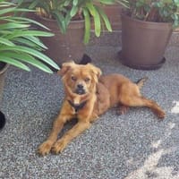 Filou  leises und sensibles Wesen, Hund zur Adoption
