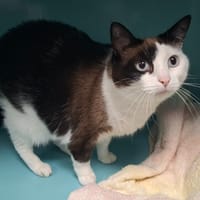MAYA, chatte à adopter