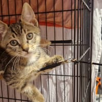 PEPPER, chat à adopter