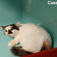 Cassis, chatte à adopter
