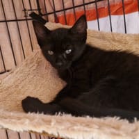 CARDAMOME (en cours d'adoption), chatte à adopter