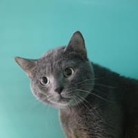 DIEGO HAB17636, chat à adopter