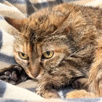 PSHITT, chatte à adopter