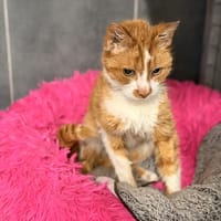 VINCENNES, chat à adopter