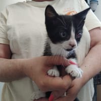 OKAB, chat à adopter