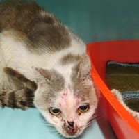 BABOUK, chat à adopter