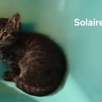 Solaire, chat à adopter