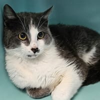 DOUDI C, chat à adopter