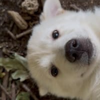 CROISSANT, chien à adopter