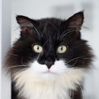 VICTOR, chat à adopter