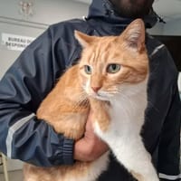 CHAROU, chat à adopter