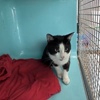 NAPOLEON, chat à adopter