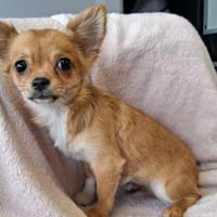 Bellina, chienne à adopter