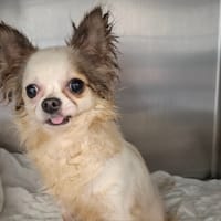 Vita, chienne à adopter