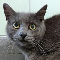 BELGY, chat à adopter
