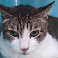 angel, chat à adopter