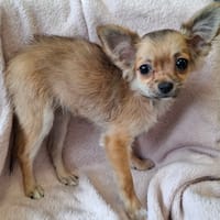 Bounty, chienne à adopter