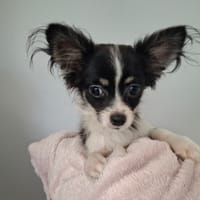 Blackie, chien à adopter