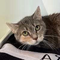 Eloma, chatte à adopter