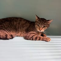 PRUNE A17449, chatte à adopter