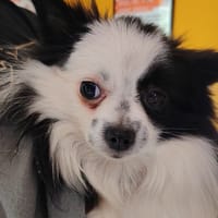 PILOU PAA24250, chienne à adopter