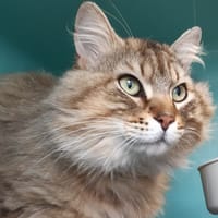 SIEG C, chat à adopter