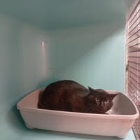 Mudson, chat à adopter