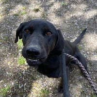 Chance, chienne à adopter