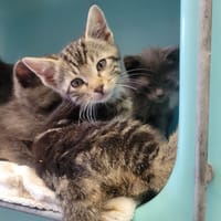 Alias, chatte à adopter