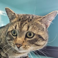 TITUX C, chat à adopter