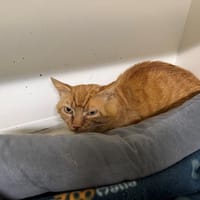 CAPTAIN CROQUETTES A17451, chat à adopter
