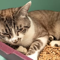 LIVAI C, chat à adopter