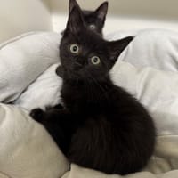 LOUTY A17452, chat à adopter