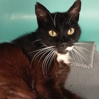 GRISHA C, chat à adopter